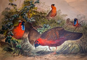 Tragopano cornuto, 1861 da Joseph Wolf