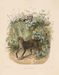  da Joseph Wolf