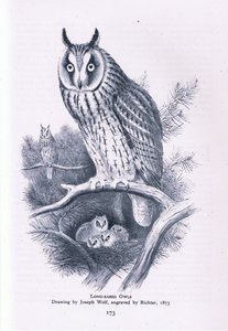 Gufo comune, Nature in Britain pubblicato da Collins, 1946 da Joseph Wolf