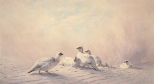 Pernice Bianca, Inverno, 1873 da Joseph Wolf
