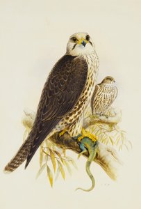 Falco sacro
