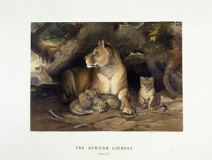 La leonessa africana, c.1880-1883