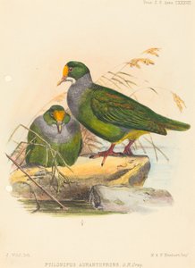 Due uccelli (Ptilonopus Auranthfrons)