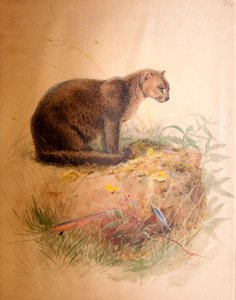 Gatto Yaguarundi, 1851-69 da Joseph Wolf