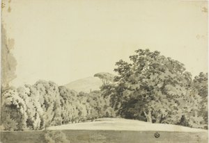 Paesaggio boschivo
