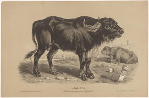 Bufalo da Joseph Zephyris Gengembre