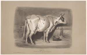 Mucca in una stalla da Joseph Zephyris Gengembre