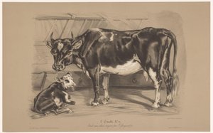 Mucca con vitello in una stalla (Studi di animali in due tipi di gesso) da Joseph Zephyris Gengembre