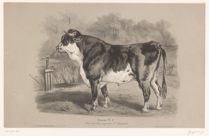 Toro in un prato
