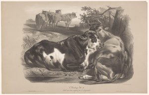 Cinque mucche in un prato da Joseph Zephyris Gengembre
