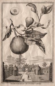 Nurnbergische Hesperides: Limon bergamotto personzin gientile, 1714