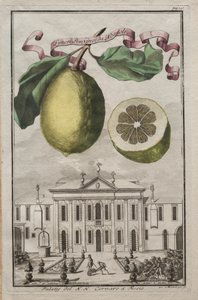 Nurnbergische Hesperides: No125 - Limon Ponzino da Neapoli. Palazzo del N. H. Cornaro à Fiesso, c170