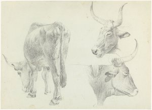 Tre studi di bovini italiani da Josephus Augustus Knip