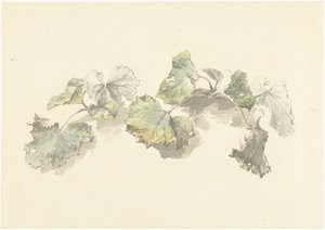 Studio di foglie