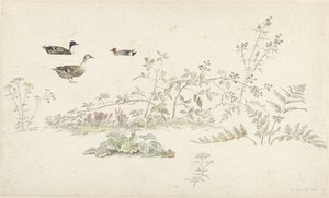 Foglio di studio con piante e uccelli acquatici da Josephus Augustus Knip