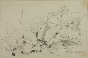 Gruppo di foglie e fiori da Joshua Cristall