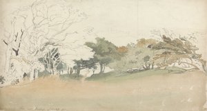 Alberi vicino a Hastings