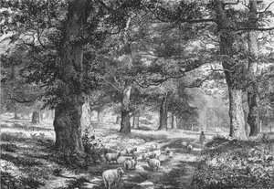 Nella foresta di Sherwood, c1875