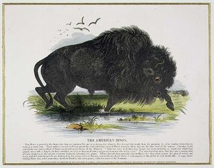 Il bisonte americano, illustrazione educativa pub. dalla Society for Promoting Christian Knowledge