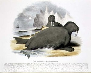 Il Tricheco (Trichecus rosmarus) illustrazione educativa pub. dalla Society for Promoting Christian Knowledge da Josiah Wood Whymper