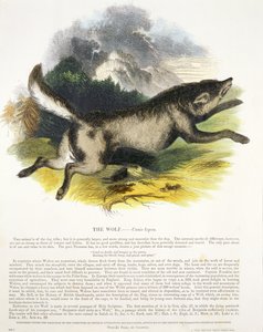 Il lupo (Canis lupus) illustrazione educativa pubblicata dalla Society for Promoting Christian Knowledge, 1843