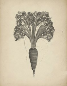 Disegno botanico di una carota da Josie George