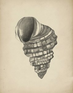 Conchiglia a spirale dettagliata da Josie George