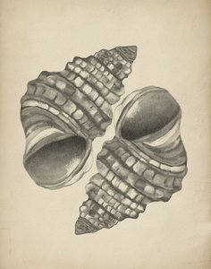 Conchiglie a spirale dettagliate da Josie George