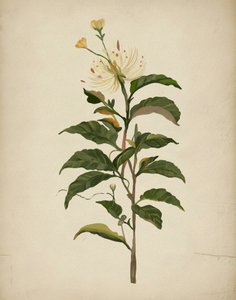 Elegante fioritura botanica da Josie George