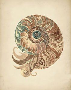 Elegante conchiglia di nautilus da Josie George