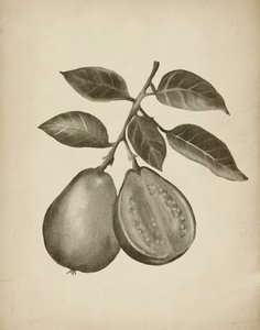 Studio botanico sulla guava da Josie George
