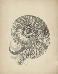 Intricata spirale di nautilus da Josie George