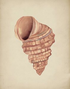 Studio sulle conchiglie a spirale da Josie George
