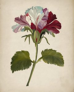 Una fioritura rigogliosa di geranio da Josie George