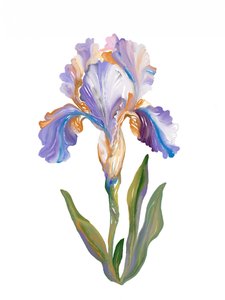 Iris dai colori vivaci e dall