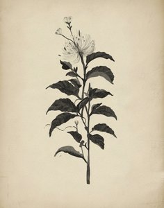 Illustrazione botanica d