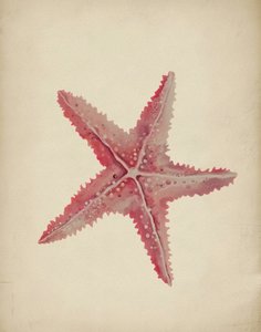 Stella marina rosa vintage da Josie George