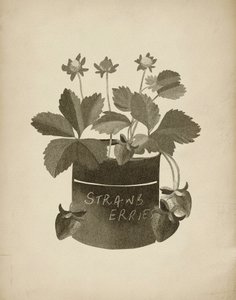 Illustrazione vintage di fragole