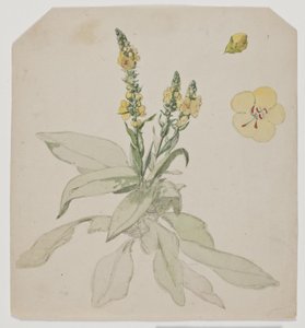 Verbasco in fiore
