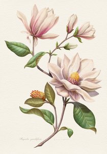 Fiori di magnolia in fiore