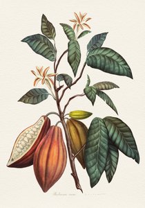 Pianta del cacao da Juan Hernaz