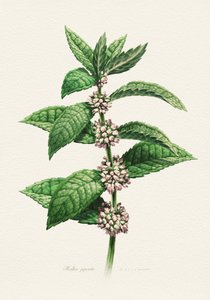 Menta fiorita - Descrizione botanica da Juan Hernaz