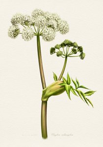 Illustrazione botanica dell