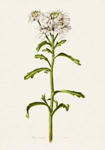Candytuft bianco - Descrizione botanica da Juan Hernaz