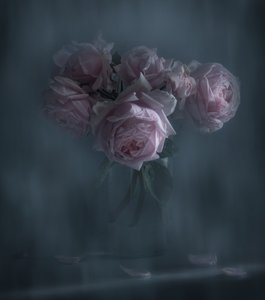 Rose rosa malinconiche da Judy Tseng