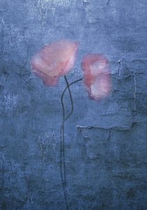 Papaveri rosa tenue da Judy Tseng