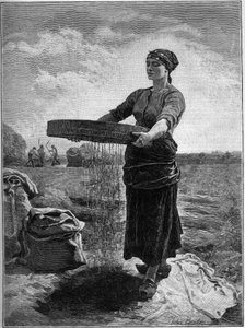 Setacciatore di colza: dal dipinto di Jules Breton. In "La Famiglia" del 1888.
