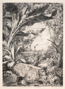 Piante della serra, 1872 da Jules Ferdinand Jacquemart