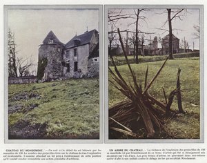 Chateau de Mondement, Un albero del castello