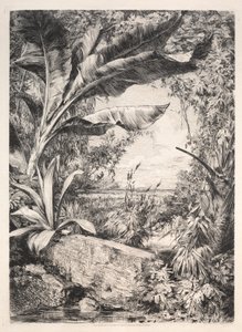 Piante della serra da Jules Jacquemart